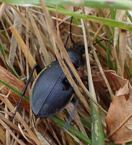 Réf. 181 423 : Carabus violaceus purpurascens